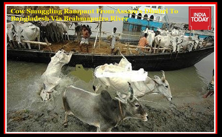 Cow Smuggling Rampant From Assam's Dhubri To Bangladesh Via Brahmaputra River